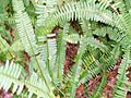 Wild Boston fern