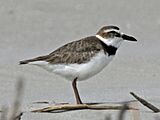 Wilson's Plover male RWD2