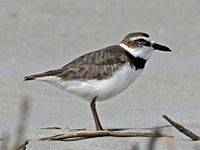 Wilson's Plover male RWD2.jpg