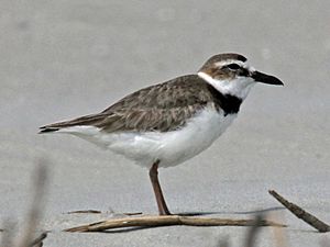 Wilson's Plover male RWD2.jpg