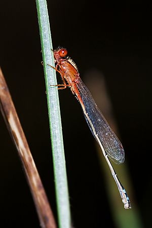 Xanthagrion erythroneurum 1.jpg