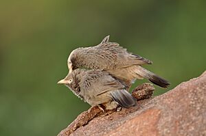 Yb Babbler DSC 7018