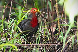 0A2A4859 Crimson-headed partridge.jpg