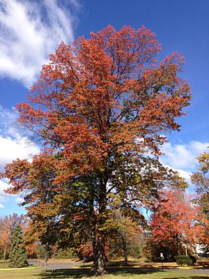 2014-11-02 11 29 54 Pin Oak during autumn along Lower Ferry Road in Ewing, New Jersey