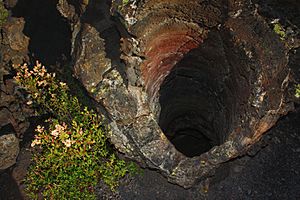 A465, Newberry National Volcanic Monument, Oregon, USA, tree mold in the Lava Cast Forest, 2016