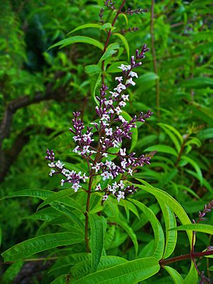 Aloysia citriodora 002.jpg