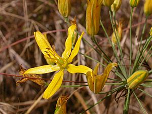 Bloomeria crocea 2003-05-19.jpg