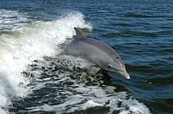 Bottlenose Dolphin KSC04pd0178.jpg