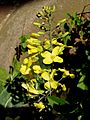 Brassica oleracea Helgoland1