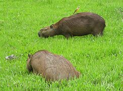 Capibara 1