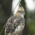 Changeable hawk-eagle