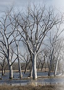 Cold springs nwr flooding.jpg