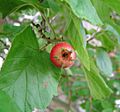 Crataegus-mollis-fruit