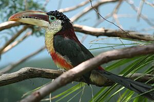 Curl-crested Aracari.jpg