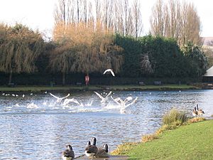 Cwmbran Boating Lake