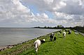 Dutch panorama at the Markermeer dike near Scharwoude - panoramio