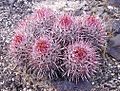 Echinocactus polycephalus.jpeg