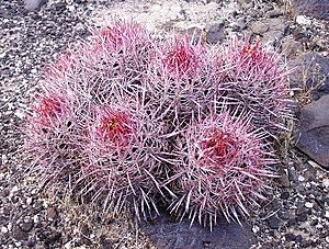 Echinocactus polycephalus.jpeg