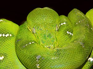 Emerald tree boa444.jpg