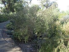 Eremophila complanata (habit)