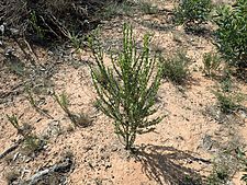 Eremophila compressa 02