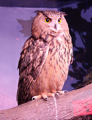 EurasianEagleOwl BuboBubo56