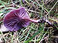 GT Laccaria amethystina