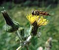 GT Marmalade Hoverfly on Catsear