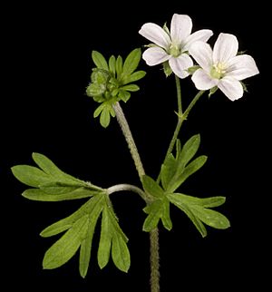 Geranium solanderi - Flickr - Kevin Thiele.jpg