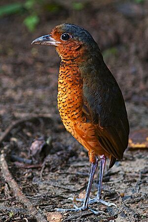 Giant Antpitta