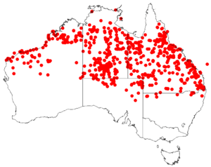 Indigofera linnaeiDistMap37.png