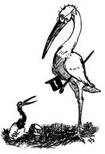 Lampoon ibis 1888