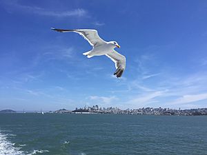 Larus Occidentalis - San Francisco