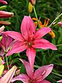 Lilium 'Malinoviy Zvon' 03