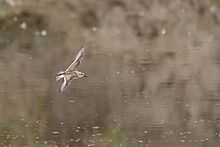 Little-Stint1