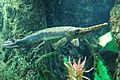 Longnose gar, Boston Aquarium.JPG