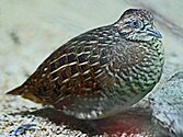 Madagascar Buttonquail SMTC