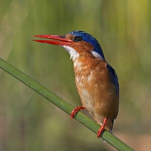 Malachite kingfisher (Corythornis cristatus).jpg