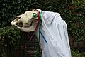 Mari Lwyd (wiki)