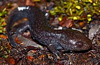 Mole Salamander (Ambystoma talpoideum) (39994300015).jpg