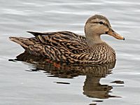 Mottled Duck female RWD2