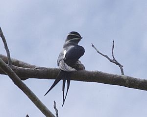 Moustached Treeswift (Hemiprocne mystacea)