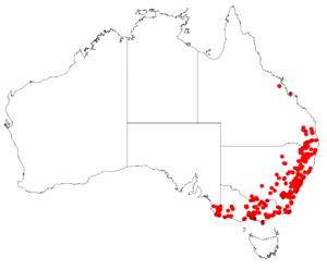 MuellerinaeucalyptoidesDistribution.png