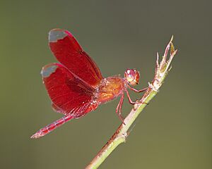 Neurothemis fulvia 9332 - Doi Inthanon.jpg