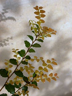 Nothofagus cunninghamii.JPG