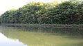 Oahu-Moliifishpond-rockwall