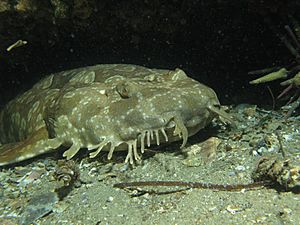 Orectolobus maculatus sydney