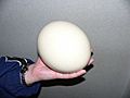 Ostrich egg