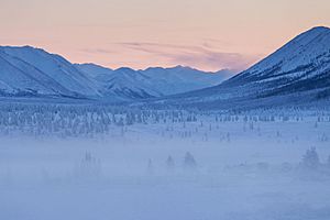 Oymyakon forests