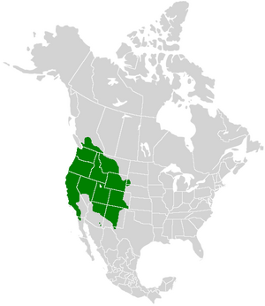 Papilio rutulus range map.PNG